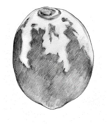 CITRICOS junio24 interior7