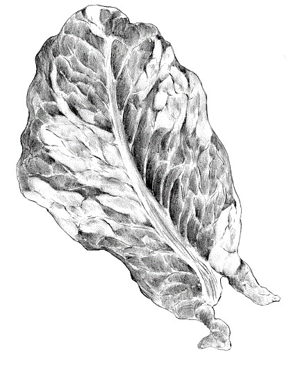 LECHUGA Y ESCAROLA abril25 int3