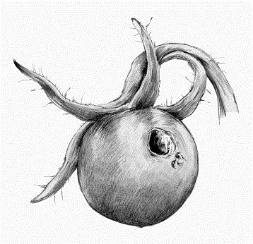 TOMATE mayo24 interior1