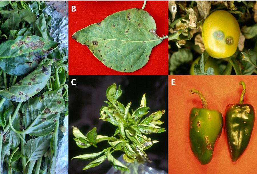 XANTHERWO investiga estrategias contra la sarna del tomate y del pimiento