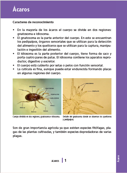 PAGINA 1 ACAROS