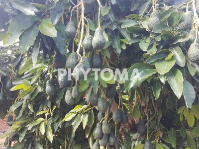 Aguacates