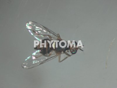 Bactrocera oleae