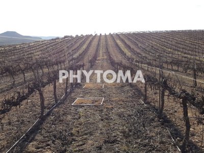 cartografía de malas hierbas en viticultura de precisión