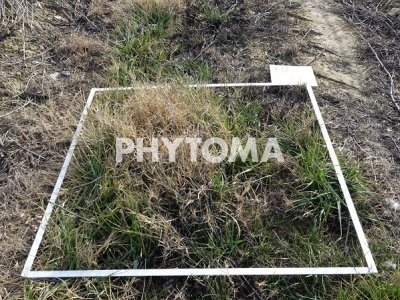 cartografía de malas hierbas en viticultura de precisión