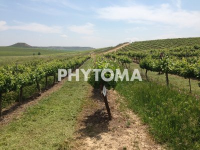 cartografía de malas hierbas en viticultura de precisión