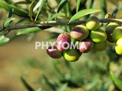Maduración de aceitunas 