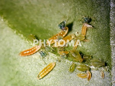 Aphidoletes aphidimyza 