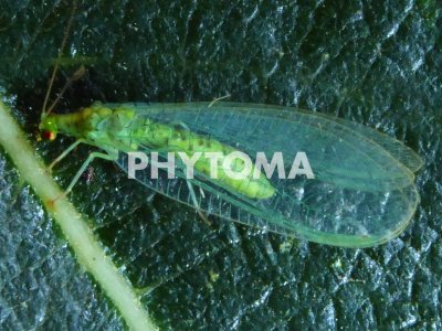 Chrysoperla carnea