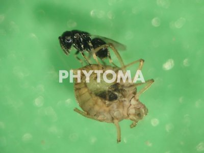Syrphophagus sp