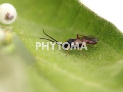 Dichrogaster sp.