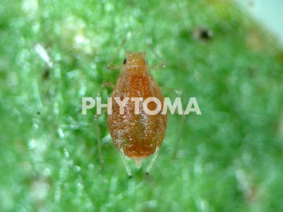 Myzus persicae nicotianae