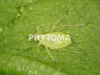 Aulacorthum solani