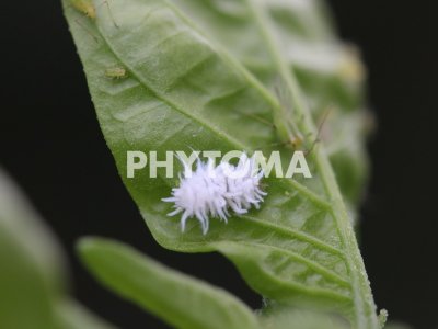 Scymnus sp.