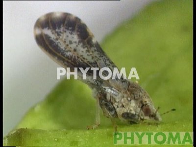 Psila asiática