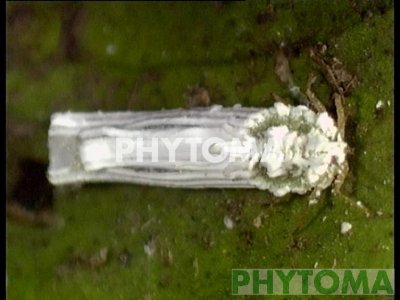 Piojo blanco
