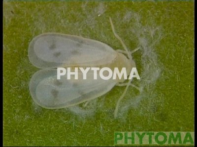 Mosca blanca