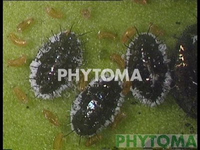 Mosca negra