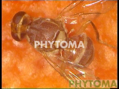 Mosca del melocotón