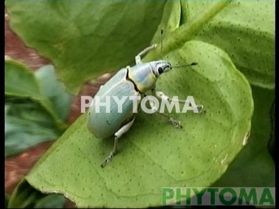Picudo verde azul