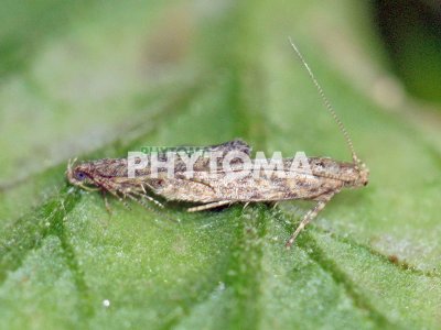 Polilla del tomate