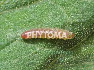 Polilla del tomate