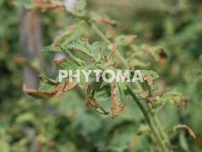 Polilla del tomate
