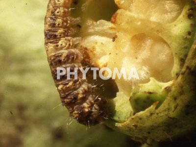 Oruga de las cápsulas del algodón