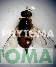 Mosca del olivo