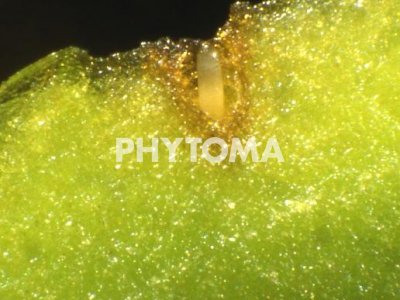 Mosca del olivo