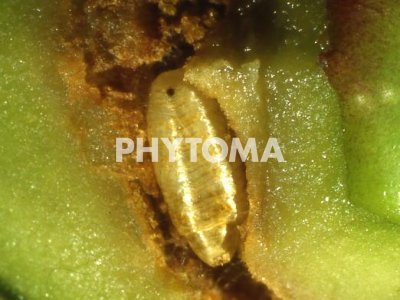Mosca del olivo