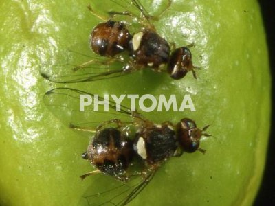 Mosca del olivo