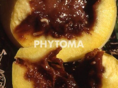 Mosca de la fruta