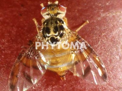 Mosca de la fruta