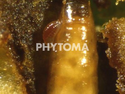 Mosca del olivo