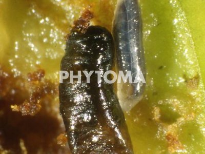 Mosca del olivo