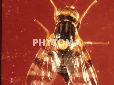 Mosca de la cereza