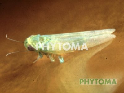 Mosquito verde