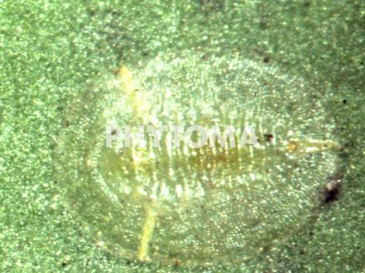 Mosca blanca