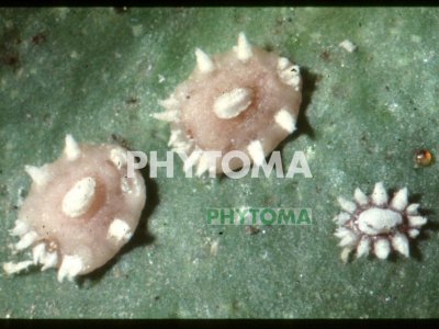 Queresa cerosa