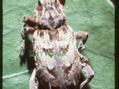 Cleonus de la remolacha