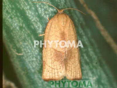 Cacoecia