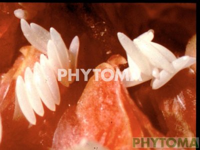 Mosca de la fruta
