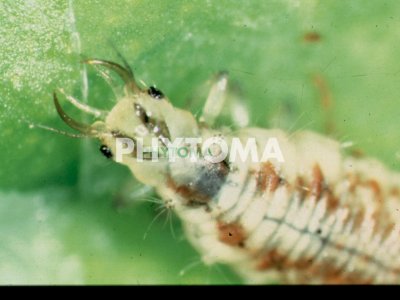 Crisopa