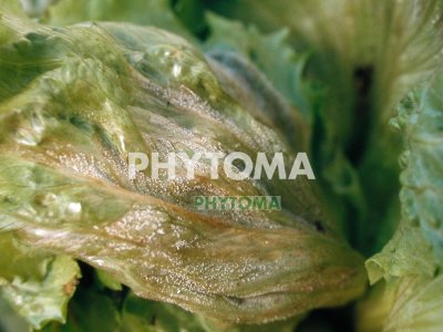 Mildiu de la lechuga