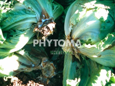Sclerotinia