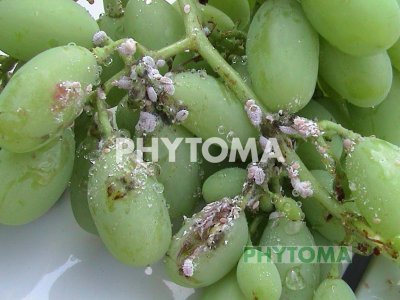 Cotonet