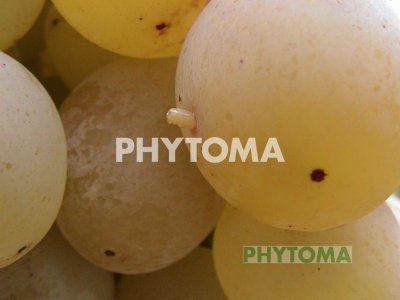 Mosca de la fruta