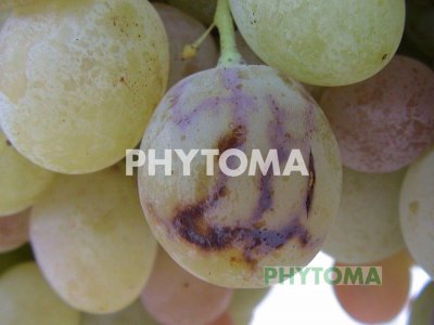 Mosca de la fruta