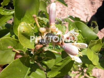 Escarabajo de las flores